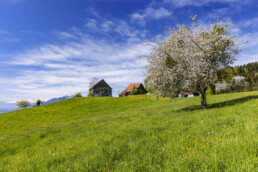 Appenzell, Appenzell Ausserrohden, Baum, Bäume, Frühling, Mai, Ostschweiz, Reute, Schweiz, Spring, Suisse, Switzerland, Tree, Trees, Wald, spring