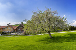 Appenzell, Appenzell Ausserrohden, Bauernhof, Baum, Frühling, Mai, Ortsbild, Schweiz, Spring, Suisse, Switzerland, Teufen, Wiese, spring