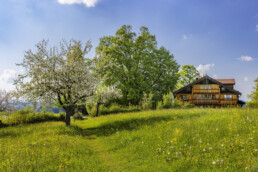 Appenzell, Appenzell Ausserrohden, Bauernhof, Baum, Frühling, Mai, Ortsbild, Schweiz, Spring, Suisse, Switzerland, Teufen, Wiese, spring