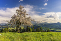 Appenzell, Appenzell Ausserrohden, Baum, Frühling, Mai, Schweiz, Spring, Suisse, Switzerland, Säntis, Teufen, spring