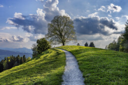 Appenzell, Appenzell Ausserrohden, Baum, Frühling, Mai, Schweiz, Spring, Suisse, Switzerland, Teufen, spring