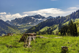 Appenzell, Appenzell Ausserrohden, Appenzeller Hinterland, Berg, Bergmassiv, Bäume, Frühling, Hügel, Schweiz, Spring, Suisse, Switzerland, Säntis, Tree, Trees, Urnäsch, Wald