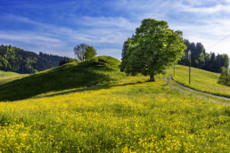 Appenzell, Appenzell Ausserrohden, Appenzeller Hinterland, Baum, Blumenwiese, Bäume, Frühling, Mai, Schweiz, Spring, Suisse, Switzerland, Tree, Trees, Urnäsch, Wald, Wiese, spring