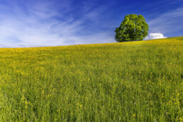 Appenzell, Appenzell Ausserrohden, Appenzeller Hinterland, Baum, Blumenwiese, Bäume, Frühling, Mai, Schweiz, Spring, Suisse, Switzerland, Tree, Trees, Urnäsch, Wald, Wiese, spring