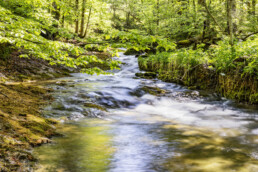 Appenzell, Appenzell Ausserrohden, Appenzeller Hinterland, Bäume, Schweiz, Suisse, Switzerland, Tree, Trees, Urnäsch, Wald, Wasser