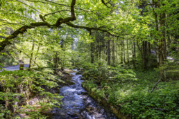 Appenzell, Appenzell Ausserrohden, Appenzeller Hinterland, Bäume, Schweiz, Suisse, Switzerland, Tree, Trees, Urnäsch, Wald, Wasser
