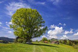 Appenzell, Appenzell Ausserrohden, Appenzeller Hinterland, Aussichtsbank, Bank, Ostschweiz, Schweiz, Suisse, Switzerland, Verkehr, Waldstatt, Wanderweg, Weg