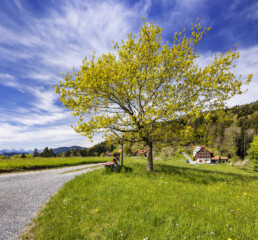 Appenzell, Appenzell Ausserrohden, Appenzeller Vorderland, Baum, Bäume, Frühling, Mai, Ostschweiz, Schweiz, Spring, Suisse, Switzerland, Tree, Trees, Wald, Walzenhausen, spring