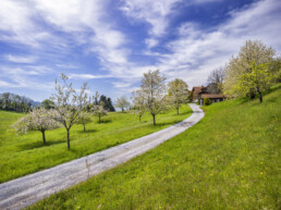 Appenzell, Appenzell Ausserrohden, Appenzeller Vorderland, Baum, Bäume, Frühling, Mai, Ostschweiz, Schweiz, Spring, Suisse, Switzerland, Tree, Trees, Wald, Walzenhausen, spring