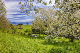 Appenzell, Appenzell Ausserrohden, Appenzeller Vorderland, Baum, Bäume, Frühling, Mai, Ostschweiz, Schweiz, Spring, Suisse, Switzerland, Tree, Trees, Wald, Walzenhausen, spring