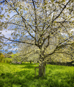 Appenzell, Appenzell Ausserrohden, Appenzeller Vorderland, Baum, Bäume, Frühling, Mai, Ostschweiz, Schweiz, Spring, Suisse, Switzerland, Tree, Trees, Wald, Walzenhausen, spring