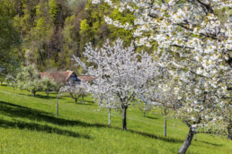 Appenzell, Appenzell Ausserrohden, Appenzeller Vorderland, Baum, Bäume, Frühling, Mai, Ostschweiz, Schweiz, Spring, Suisse, Switzerland, Tree, Trees, Wald, Wiese, Wolfhalden, spring
