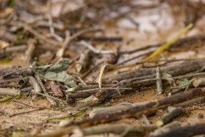 Appenzell, Appenzell Ausserrohden, Appenzeller Hinterland, Hundwil, Ostschweiz, Schweiz, Suisse, Switzerland