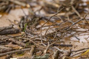 Appenzell, Appenzell Ausserrohden, Appenzeller Hinterland, Hundwil, Ostschweiz, Schweiz, Suisse, Switzerland