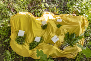 Appenzell, Appenzell Ausserrohden, Appenzeller Hinterland, Hundwil, Ostschweiz, Schweiz, Suisse, Switzerland