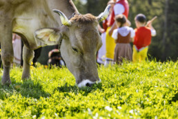 Alp, Alpaufzug, Alpen, Alpfahrt, Alps, Appenzell, Appenzell Ausserrohden, Appenzeller Hinterland, Brauchtum, Frühling, Jahreszeiten, Kühe, Natur, Ostschweiz, Schweiz, Spring, Suisse, Switzerland, Tracht, Urnäsch, alps, tradition, Öberefahre