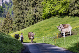 Alpaufzug, Alpen, Alpfahrt, Appenzell, Appenzell Ausserrohden, Appenzeller Hinterland, Brauchtum, Landwirtschaft, Ostschweiz, Schweiz, Suisse, Switzerland, Tracht, Urnäsch, Wirtschaft, tradition, Öberefahre