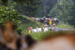 Alpabfahrt, Alpen, Alpfahrt, Alps, Appenzell Ausserrohden, Autumn, Brauchtum, Fall, Herbst, Hundwil, Ostschweiz, Schweiz, Sennen, Suisse, Switzerland, Säntis, Tracht, Urnäsch, tradition, Öberefahre