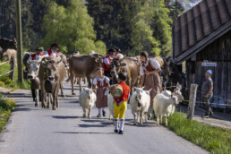 Alp, Alpaufzug, Alpen, Alpfahrt, Alps, Appenzell, Appenzell Ausserrohden, Appenzeller Hinterland, Brauchtum, Frühling, Jahreszeiten, Kühe, Landwirtschaft, Natur, Ostschweiz, Schweiz, Spring, Suisse, Switzerland, Tracht, Urnäsch, Wirtschaft, alps, tradition, Öberefahre