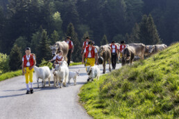 Alpaufzug, Alpen, Alpfahrt, Appenzell, Appenzell Ausserrohden, Appenzeller Hinterland, Brauchtum, Landwirtschaft, Ostschweiz, Schweiz, Suisse, Switzerland, Tracht, Urnäsch, Wirtschaft, tradition, Öberefahre