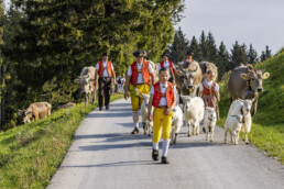 Alpaufzug, Alpen, Alpfahrt, Appenzell, Appenzell Ausserrohden, Appenzeller Hinterland, Brauchtum, Landwirtschaft, Ostschweiz, Schweiz, Suisse, Switzerland, Tracht, Urnäsch, Wirtschaft, tradition, Öberefahre