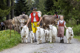 Alpaufzug, Alpen, Alpfahrt, Appenzell, Appenzell Ausserrohden, Appenzeller Hinterland, Brauchtum, Landwirtschaft, Ostschweiz, Schweiz, Suisse, Switzerland, Tracht, Urnäsch, Wirtschaft, tradition, Öberefahre