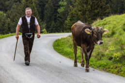 Alpaufzug, Alpen, Alpfahrt, Appenzell, Appenzell Ausserrohden, Appenzeller Hinterland, Brauchtum, Kühe, Landwirtschaft, Ostschweiz, Schweiz, Suisse, Switzerland, Tracht, Urnäsch, Wirtschaft, tradition, Öberefahre