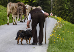 Alpaufzug, Alpen, Alpfahrt, Appenzell, Appenzell Ausserrohden, Appenzeller Hinterland, Brauchtum, Landwirtschaft, Ostschweiz, Schweiz, Suisse, Switzerland, Tracht, Urnäsch, Wirtschaft, tradition, Öberefahre
