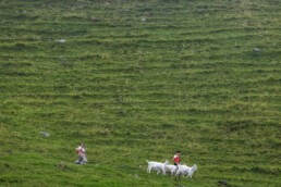 Alpabfahrt, Alpen, Alpfahrt, Alps, Appenzell Ausserrohden, Autumn, Brauchtum, Fall, Herbst, Hundwil, Ostschweiz, Schweiz, Schwägalp, Sennen, Suisse, Switzerland, Tracht, Urnäsch, tradition, Öberefahre
