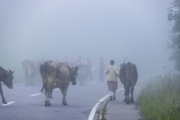 Alpabfahrt, Alpen, Alpfahrt, Alps, Appenzell Ausserrohden, Autumn, Brauchtum, Fall, Herbst, Hundwil, Ostschweiz, Schweiz, Schwägalp, Sennen, Suisse, Switzerland, Tracht, Urnäsch, tradition, Öberefahre