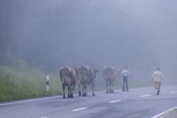 Alpabfahrt, Alpen, Alpfahrt, Alps, Appenzell Ausserrohden, Autumn, Brauchtum, Fall, Herbst, Hundwil, Ostschweiz, Schweiz, Schwägalp, Sennen, Suisse, Switzerland, Tracht, Urnäsch, tradition, Öberefahre