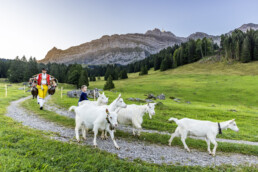 Alpabfahrt, Alpen, Alpfahrt, Appenzell, Appenzell Ausserrohden, Appenzeller Hinterland, Autumn, Brauchtum, Fall, Herbst, Hundwil, Hügel, Kühe, Landwirtschaft, Ostschweiz, Schweiz, Schwägalp, Sennen, Suisse, Switzerland, Tracht, Urnäsch, Wirtschaft, Öberefahre
