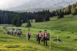 Alpabfahrt, Alpen, Alpfahrt, Appenzell, Appenzell Ausserrohden, Appenzeller Hinterland, Autumn, Brauchtum, Fall, Herbst, Hundwil, Hügel, Kühe, Landwirtschaft, Ostschweiz, Schweiz, Schwägalp, Sennen, Suisse, Switzerland, Tracht, Urnäsch, Wirtschaft, Öberefahre