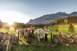 Alpabfahrt, Alpen, Alpfahrt, Appenzell, Appenzell Ausserrohden, Appenzeller Hinterland, Autumn, Brauchtum, Fall, Herbst, Hundwil, Hügel, Kühe, Landwirtschaft, Ostschweiz, Schweiz, Schwägalp, Sennen, Suisse, Switzerland, Tracht, Urnäsch, Wirtschaft, Öberefahre