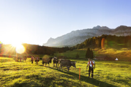Alpabfahrt, Alpen, Alpfahrt, Appenzell, Appenzell Ausserrohden, Appenzeller Hinterland, Autumn, Brauchtum, Fall, Herbst, Hundwil, Hügel, Kühe, Landwirtschaft, Ostschweiz, Schweiz, Schwägalp, Sennen, Suisse, Switzerland, Tracht, Urnäsch, Wirtschaft, Öberefahre