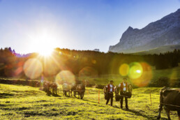 Alpabfahrt, Alpen, Alpfahrt, Appenzell, Appenzell Ausserrohden, Appenzeller Hinterland, Autumn, Brauchtum, Fall, Herbst, Hundwil, Hügel, Kühe, Landwirtschaft, Ostschweiz, Schweiz, Schwägalp, Sennen, Suisse, Switzerland, Tracht, Urnäsch, Wirtschaft, Öberefahre