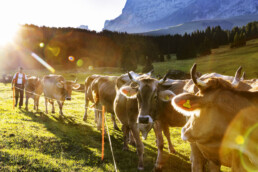 Alpabfahrt, Alpen, Alpfahrt, Appenzell, Appenzell Ausserrohden, Appenzeller Hinterland, Autumn, Brauchtum, Fall, Herbst, Hundwil, Hügel, Kühe, Landwirtschaft, Ostschweiz, Schweiz, Schwägalp, Sennen, Suisse, Switzerland, Tracht, Urnäsch, Wirtschaft, Öberefahre