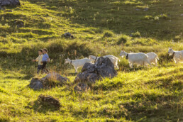 Alpabfahrt, Alpen, Alpfahrt, Appenzell, Appenzell Ausserrohden, Appenzeller Hinterland, Autumn, Brauchtum, Fall, Herbst, Hundwil, Hügel, Kühe, Landwirtschaft, Ostschweiz, Schweiz, Schwägalp, Sennen, Suisse, Switzerland, Tracht, Urnäsch, Wirtschaft, Öberefahre