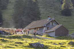 Alpabfahrt, Alpen, Alpfahrt, Appenzell, Appenzell Ausserrohden, Appenzeller Hinterland, Autumn, Brauchtum, Fall, Herbst, Hundwil, Hügel, Kühe, Landwirtschaft, Ostschweiz, Schweiz, Schwägalp, Sennen, Suisse, Switzerland, Tracht, Urnäsch, Wirtschaft, Öberefahre