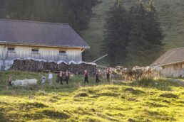 Alpabfahrt, Alpen, Alpfahrt, Appenzell, Appenzell Ausserrohden, Appenzeller Hinterland, Autumn, Brauchtum, Fall, Herbst, Hundwil, Hügel, Kühe, Landwirtschaft, Ostschweiz, Schweiz, Schwägalp, Sennen, Suisse, Switzerland, Tracht, Urnäsch, Wirtschaft, Öberefahre