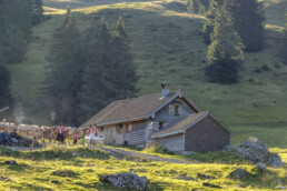 Alpabfahrt, Alpen, Alpfahrt, Appenzell, Appenzell Ausserrohden, Appenzeller Hinterland, Autumn, Brauchtum, Fall, Herbst, Hundwil, Hügel, Kühe, Landwirtschaft, Ostschweiz, Schweiz, Schwägalp, Sennen, Suisse, Switzerland, Tracht, Urnäsch, Wirtschaft, Öberefahre