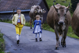 Alpabfahrt, Alpen, Alpfahrt, Appenzell, Appenzell Ausserrohden, Appenzeller Hinterland, Autumn, Brauchtum, Fall, Herbst, Hundwil, Hügel, Kühe, Landwirtschaft, Ostschweiz, Schweiz, Schwägalp, Sennen, Suisse, Switzerland, Tracht, Urnäsch, Wirtschaft, Öberefahre