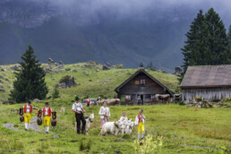 Alpabfahrt, Alpen, Alpfahrt, Appenzell, Appenzell Ausserrohden, Appenzeller Hinterland, Autumn, Brauchtum, Fall, Herbst, Hundwil, Hügel, Kühe, Landwirtschaft, Ostschweiz, Schweiz, Schwägalp, Sennen, Suisse, Switzerland, Tracht, Urnäsch, Wirtschaft, Öberefahre