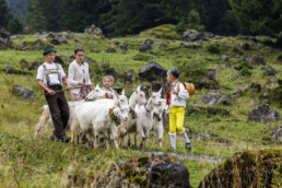 Alpabfahrt, Alpen, Alpfahrt, Appenzell, Appenzell Ausserrohden, Appenzeller Hinterland, Autumn, Brauchtum, Fall, Herbst, Hundwil, Hügel, Kühe, Landwirtschaft, Ostschweiz, Schweiz, Schwägalp, Sennen, Suisse, Switzerland, Tracht, Urnäsch, Wirtschaft, Öberefahre
