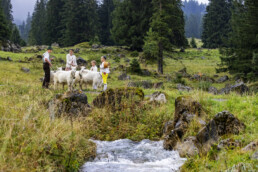 Alpabfahrt, Alpen, Alpfahrt, Appenzell, Appenzell Ausserrohden, Appenzeller Hinterland, Autumn, Brauchtum, Fall, Herbst, Hundwil, Hügel, Kühe, Landwirtschaft, Ostschweiz, Schweiz, Schwägalp, Sennen, Suisse, Switzerland, Tracht, Urnäsch, Wirtschaft, Öberefahre