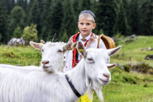 Alpabfahrt, Alpen, Alpfahrt, Appenzell, Appenzell Ausserrohden, Appenzeller Hinterland, Autumn, Brauchtum, Fall, Herbst, Hundwil, Hügel, Kühe, Landwirtschaft, Ostschweiz, Schweiz, Schwägalp, Sennen, Suisse, Switzerland, Tracht, Urnäsch, Wirtschaft, Öberefahre