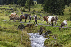 Alpabfahrt, Alpen, Alpfahrt, Appenzell, Appenzell Ausserrohden, Appenzeller Hinterland, Autumn, Brauchtum, Fall, Herbst, Hundwil, Hügel, Kühe, Landwirtschaft, Ostschweiz, Schweiz, Schwägalp, Sennen, Suisse, Switzerland, Tracht, Urnäsch, Wirtschaft, Öberefahre