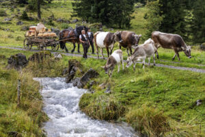 Alpabfahrt, Alpen, Alpfahrt, Appenzell, Appenzell Ausserrohden, Appenzeller Hinterland, Autumn, Brauchtum, Fall, Herbst, Hundwil, Hügel, Kühe, Landwirtschaft, Ostschweiz, Schweiz, Schwägalp, Sennen, Suisse, Switzerland, Tracht, Urnäsch, Wirtschaft, Öberefahre