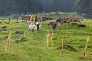 Alpabfahrt, Alpen, Alpfahrt, Appenzell, Appenzell Ausserrohden, Appenzeller Hinterland, Autumn, Brauchtum, Fall, Herbst, Hundwil, Hügel, Kühe, Landwirtschaft, Ostschweiz, Schweiz, Schwägalp, Sennen, Suisse, Switzerland, Tracht, Urnäsch, Wirtschaft, Öberefahre