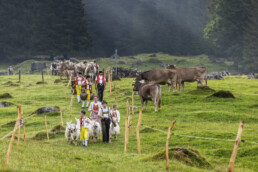 Alpabfahrt, Alpen, Alpfahrt, Appenzell, Appenzell Ausserrohden, Appenzeller Hinterland, Autumn, Brauchtum, Fall, Herbst, Hundwil, Hügel, Kühe, Landwirtschaft, Ostschweiz, Schweiz, Schwägalp, Sennen, Suisse, Switzerland, Tracht, Urnäsch, Wirtschaft, Öberefahre